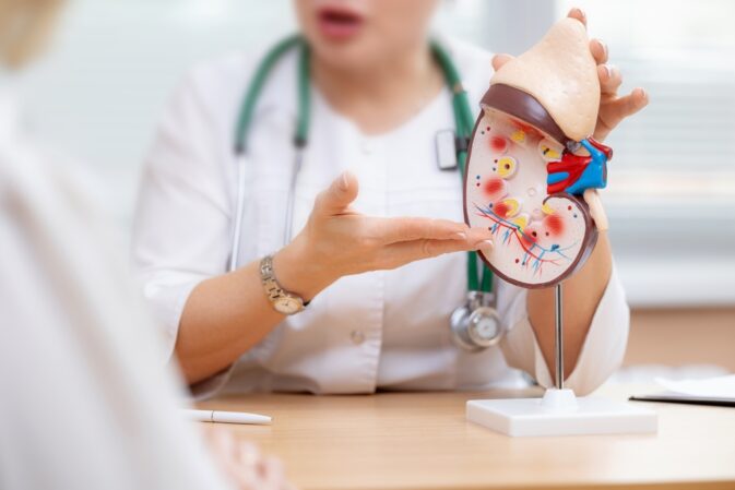 Female,Doctor,Explaining,Kidney,Model,In,Medical,Consultation,Session.,Medical
